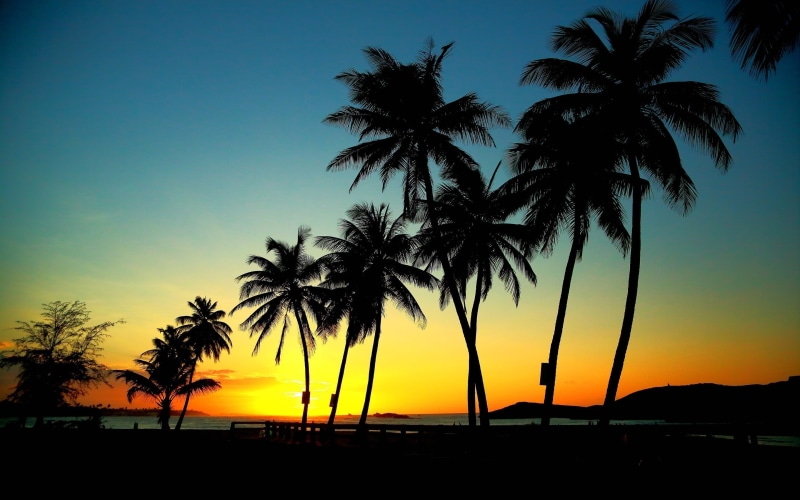 tree, sun, trees, rise, sunset, palm, 2K, coconut, seashore, palm trees