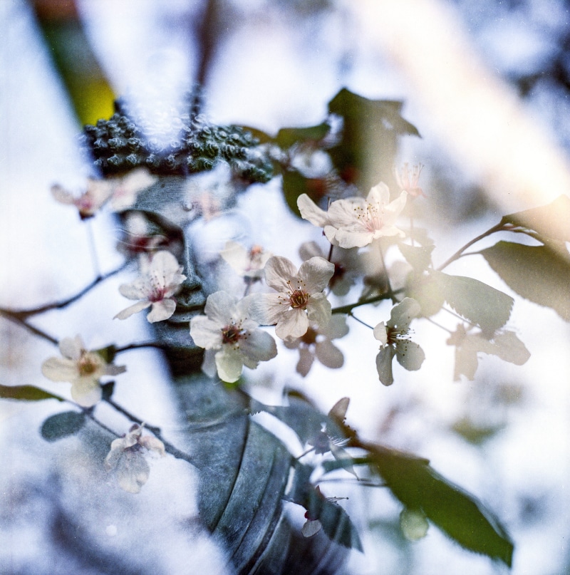 body, ayurvedic, mystical, religion, spirit, zen, spiritual, sacred, no people, harmony, plant, nobody, blossom, statue, tree, nature, oriental, twig, meditate