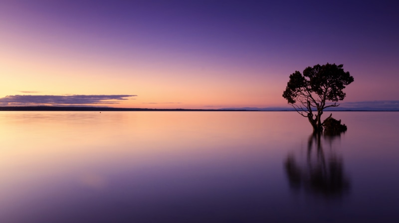 plant, sea, lake, no people, outdoors, water, horizon over water, tranquility, dusk, 4K, travel, nature, romantic sky, tree, natural, sundown, photo, landscape