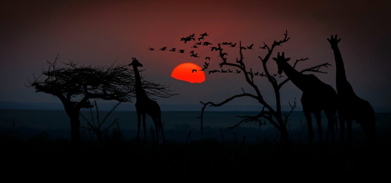 romantic, scenics - nature, silhouette, animals in the wild, atmosphere, tranquil scene, trees, animal wildlife, animal world, beauty in nature, nature