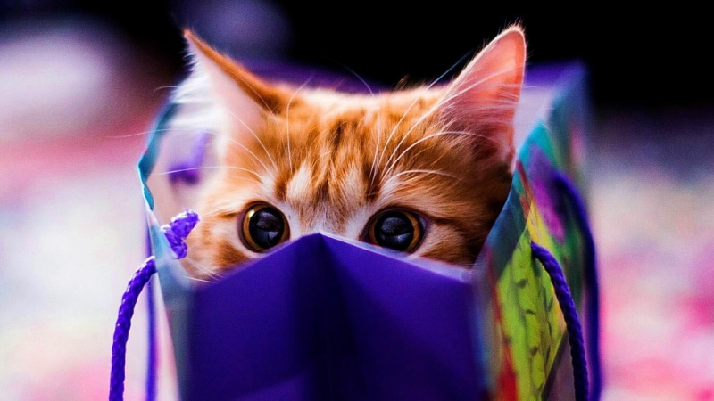 look, 1080P, cute, bag, cat
