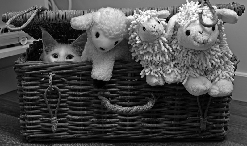 animal themes, discover, mainecoon, still life, 2K, pet, animals, representation, inside, photo, plush toys, cats, cat, close-up, wicker, hangover, store