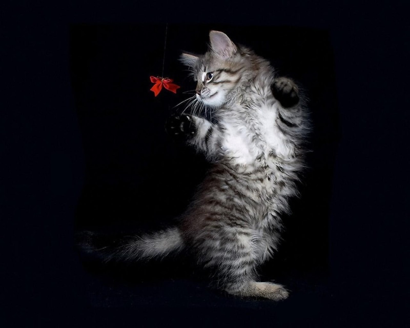 time, animals, fun, white, black, cute, hd, kitty, cat, red, 720P