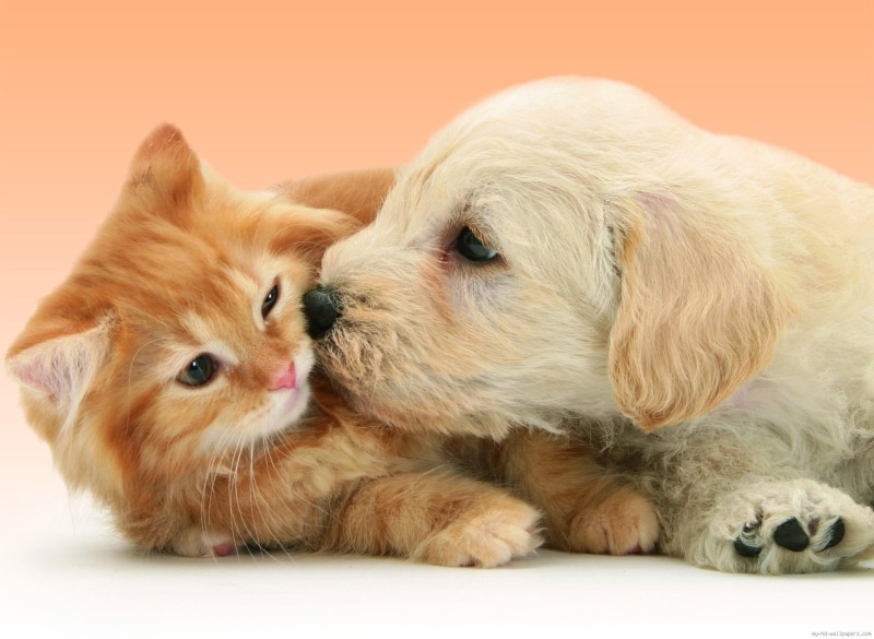 dog, fun, cat, kiss, animal, kissing, 720P, puppy