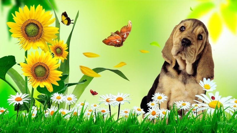puppy, daisies, lovable, butterflies, lady bug, natur, whimsical, grass, fun, hound, 1080P, canine, flowers, ladybug