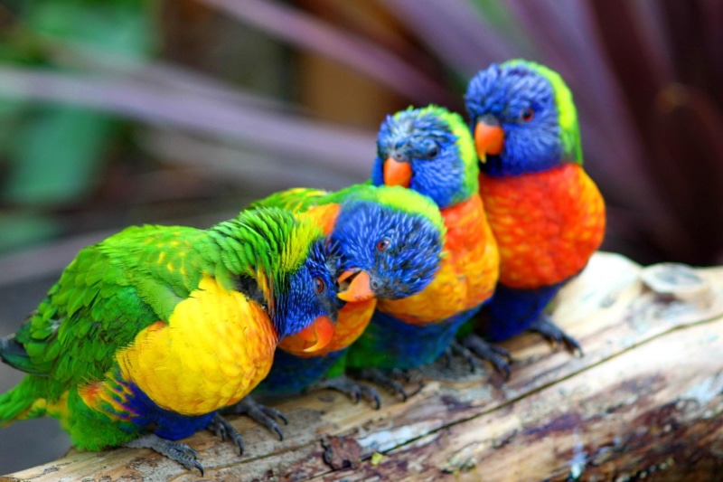 beautiful, lovely, 1080P, pretty, nice, parrots, colorful, bird, fun, animal, tree, branches, friends, guys