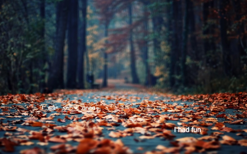 sober, fun, leaves, nature, autum, 2K, nature and landscapes, forest