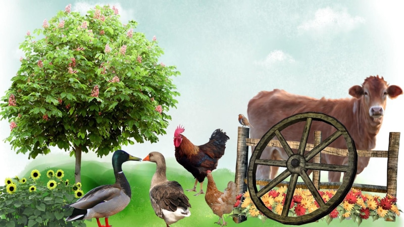 animals, field, flowers, fun, farm, ducks, chickens, rooster, country, 1080P, clouds, fence, tree