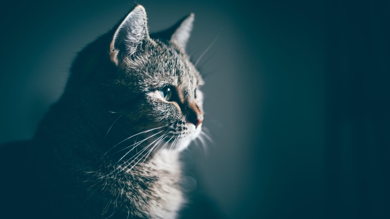 portrait, close up, blue, domestic cat, head, 4K, whiskers, short haired cat, domestic short haired cat, mammal, cat