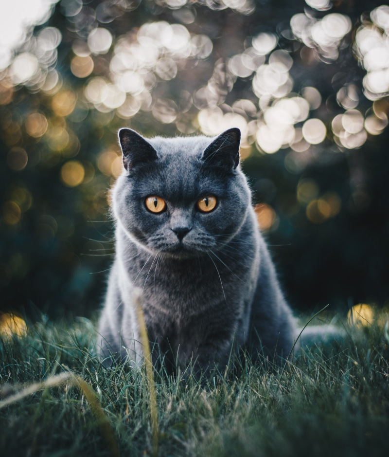 cat, portrait, british shorthair, kitten, animal themes, selective focus, one animal, mammal, no people, yellow eyes, selective, grass, plant, nature, cute