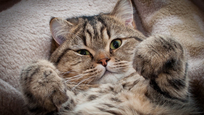 furry, curiosity, egyptian cat, looking, nose, animals, domestic cat, look, eye, tabby, wildcat, grey, adorable, lynx, breed, cute, pets, face, gray, cat
