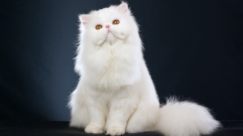 mammal, pets, whiskers, cat, adorable, kitten, fluffy, kitty, looking, domestic, pet, black background, animal, whisker, studio shot, furry, animal themes