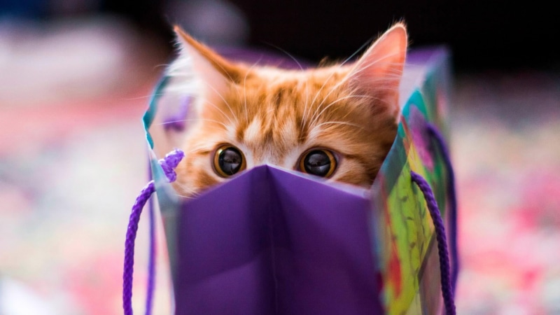 looking at camera, close-up, multi colored, indoors, domestic, cute, whisker, kitten, funny, cat, no people, domestic cat, animal themes, pets, fun, bag