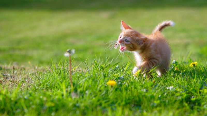 lawn, day, no people, small, canine, mammal, land, young animal, grass, one animal, plant, dog, domestic, field, animal themes, pets, selective focus, domestic animals