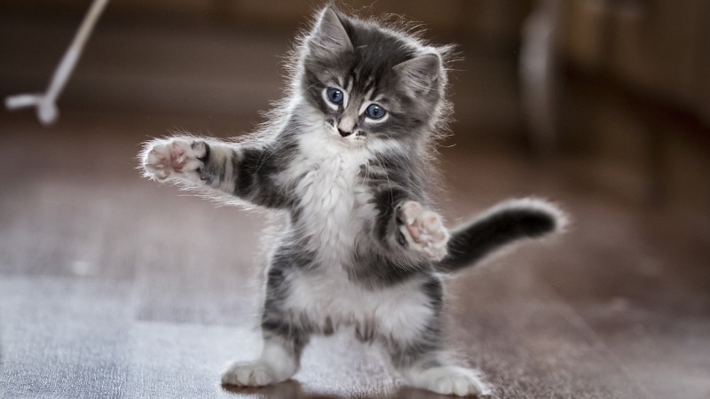 cat, kitten, playing, cute, 1080P, funny