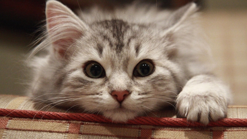 face, cat, adorable, young mammal, cats, tiger cat, domestic animal, kittens, pet, fluffy, animal, curious, domestic, grey, fur, look, little, looking