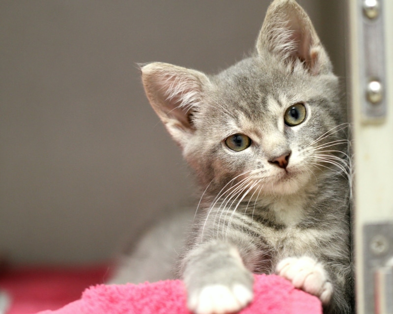 domestic Animals, kitten, tabby, feline, Tony Stark, animal, adoption, domestic Cat, pets, photography, fur, cute, close up photography, kitty, mammal