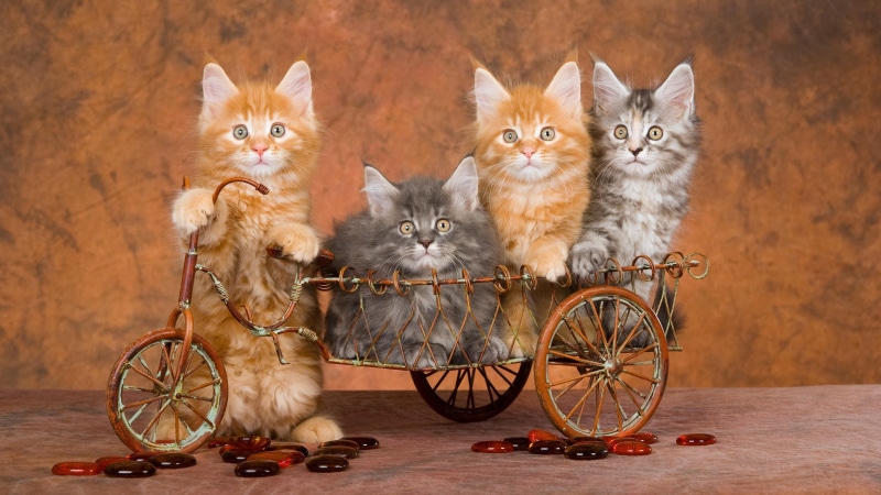 bicycle, kittens, cat, bike, kitty, cats, siblings, whiskers, 4K, kitten