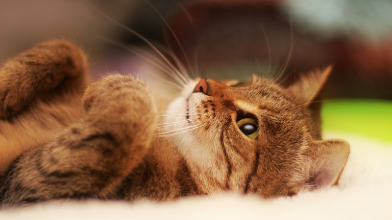 lying, lie, cute, close up, tabby cat, paw, whiskers, kitten, cat, domestic cat, short haired cat, 4K