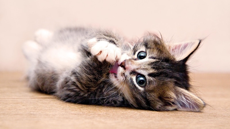 4K, kitty, cute, kitten, cat