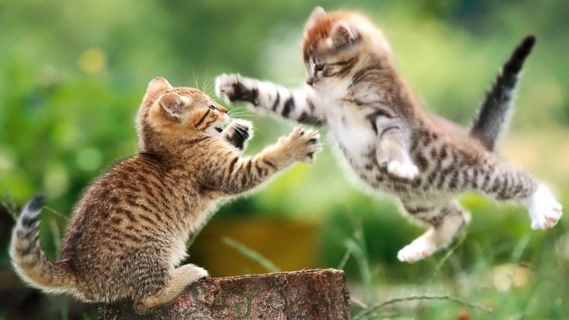jump, play, cats, 1080P, kitten, cat, kitty