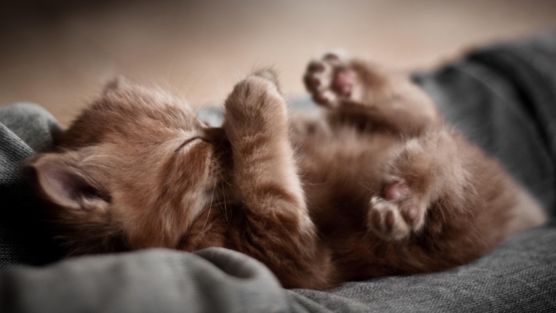 animals, 4K, cute, catling, kitten, kitty, cat