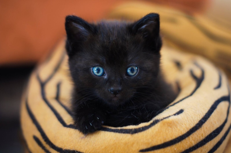cat baby, sweet, domestic animals, pets, domestic, mammal, indoors, feline, whisker, looking at camera, animal eye, focus on foreground, vertebrate, cute