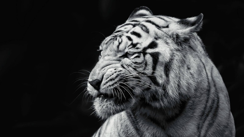 1080P, domestic cat, hair, pet, eye, animal, tiger, fur, carnivore, leopard, wildlife, domestic animal, big cat, mammal, zoo, fierce, jungle, cat, hunter