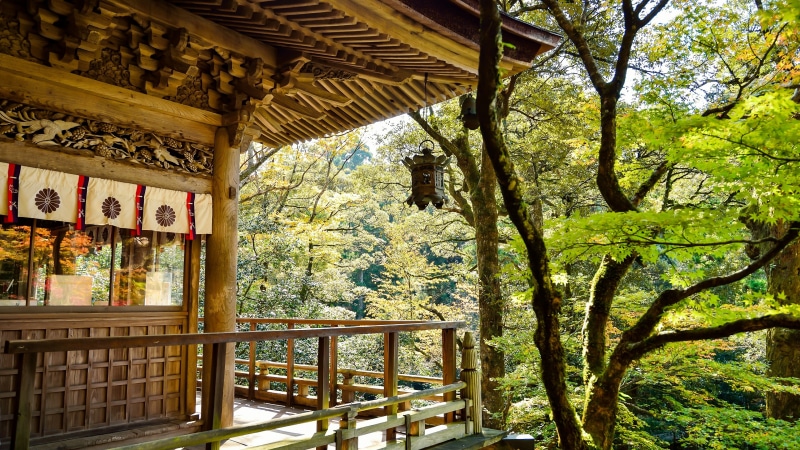 tree, 4K, wood, home, window, ryokan, plant, japan, real estate, estate, house, japanese lifestyle, lifestyle, asia