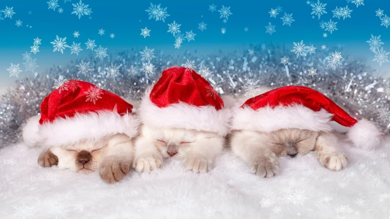 kitten, holiday, christmas day, 1080P, cat, santa claus, costume, cute, snow, christmas, winter