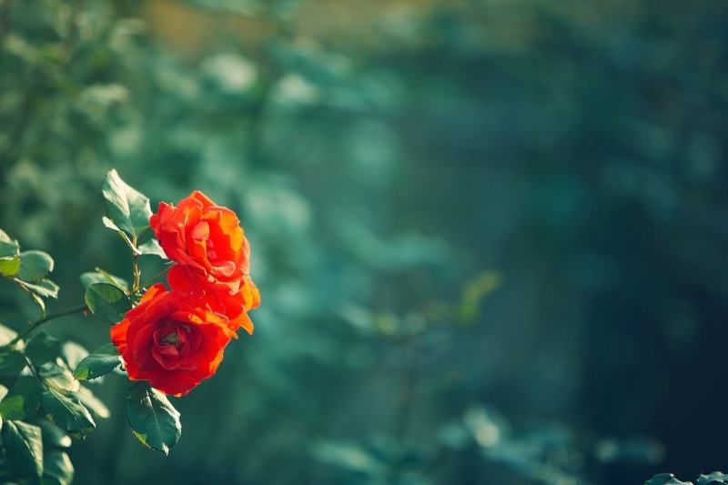 flower, day, focus on foreground, growth, no people, HD, blur, orange, beauty in nature, leaves, flower head, red, freshness, flowering plant