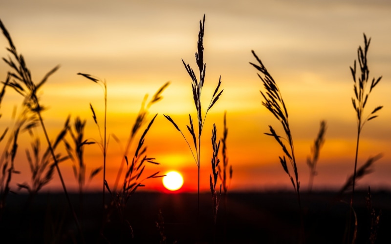 plant, the sky, background, sunset, 1080P, HD, widescreen, spikelets, fullscreen, the evening, full screen, scenery, ears, nature