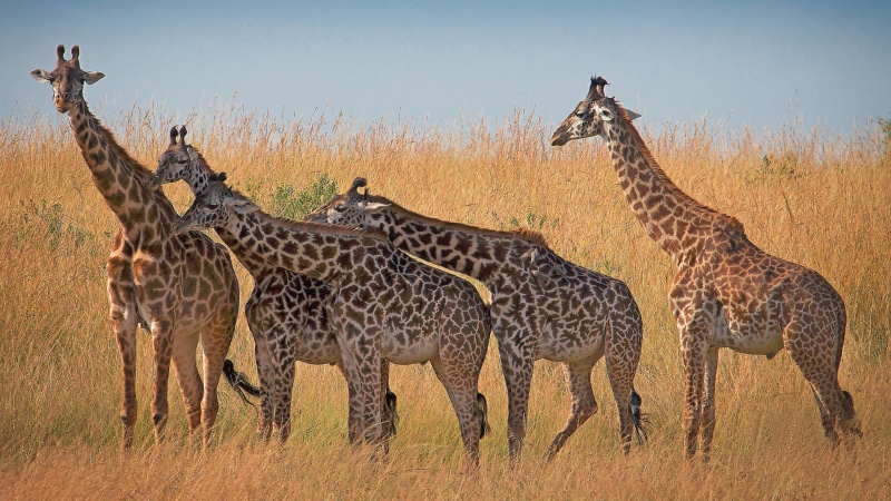 four animals, nature, animal family, mobile, giraffe, desktop, animal themes, tourism, hd, phones, safari, ultra, kenya, tv, vertebrate, group of animals