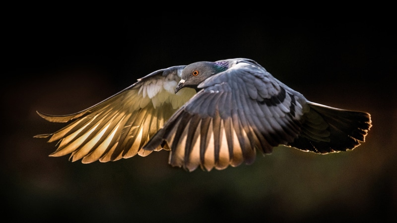 spread wings, vertebrate, animal wing, animal wildlife, one animal, black background, animals in the wild, years, profile view, 4K, eagle, hd, desktop