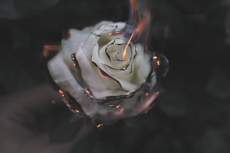 flaming, rose, burning, flower, now, photography, rose - flower, selective focus, no people, studio shot, plant, burn, feel, white, indoors, lapse, freshness