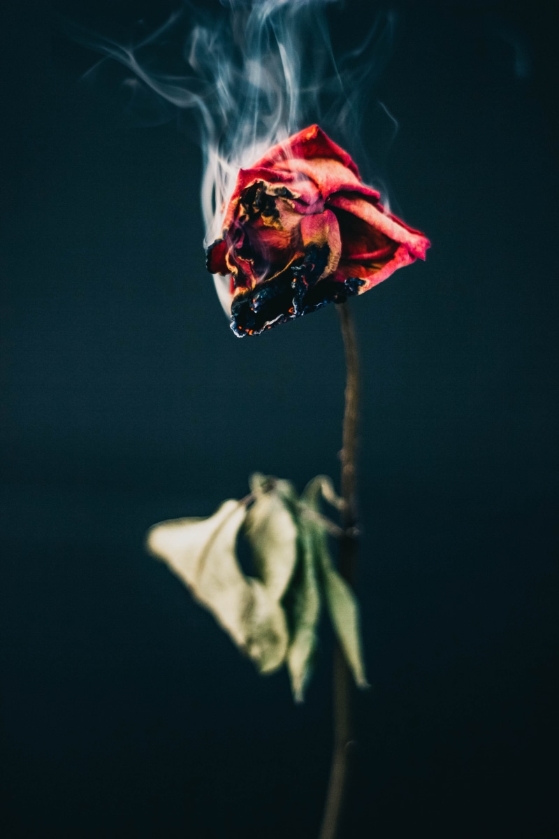 flora, focus on foreground, no people, fire, freshness, burn, plant, close-up, wilted plant, vulnerability, fragility, rose - flower, burning, 5K, finger