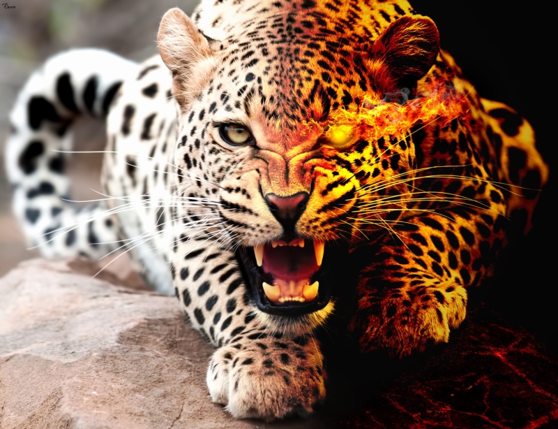 cs6, fur, undomesticated Cat, fire art, fire  flame, eye, feline, big Cat, animals In The Wild, lying, wildlife, stone, carnivore, daytime, Light and darkness