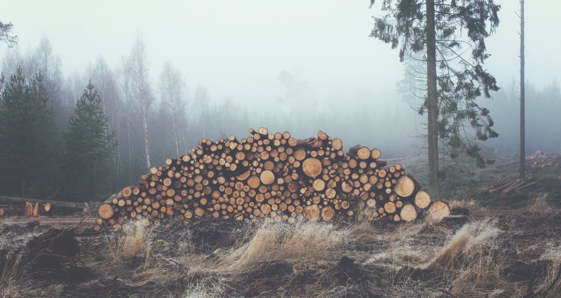 woodland, chopping, deforestation, no people, woodpile, photography, nature, winter, field, wood - material, timber, firewood, trees, land, 1080P, wood