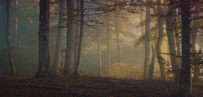 leaf, backgrounds, coniferous tree, plant part, sunlight, trees, outdoors, mystery, growth, foggy, fairy, fairy Tale, autumn, branch, sunbeam, trunk, no People