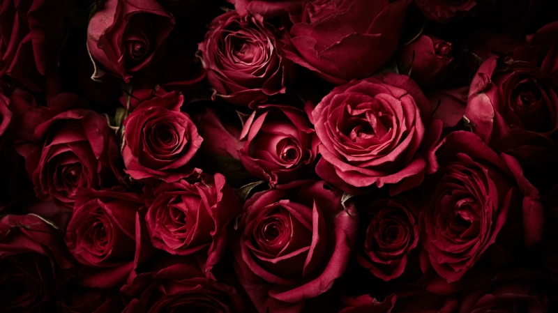4K, Rose flowers, 4K, Dark background, Red Roses