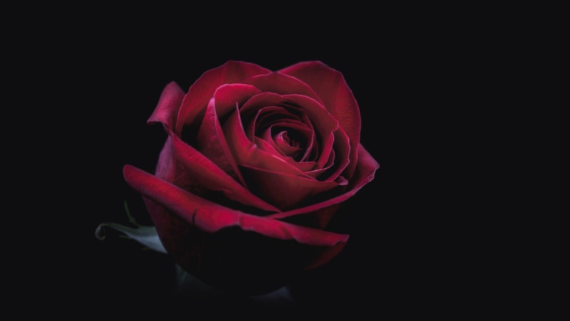 red flower, red rose, rose, darkness, 8k uhd, 8K
