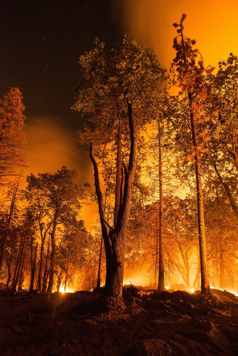 smoke, land, 2K, trees, heat, tranquil scene, tree, destruction, night, nature, sky, tree trunk, trunk, branch, orange color, wildfire, danger, wood, tranquility