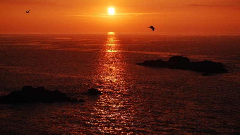 animal, nature, animals in the wild, water, afterglow, flying, one animal, animal themes, bird, no people, beauty in nature, outdoors, horizon over water