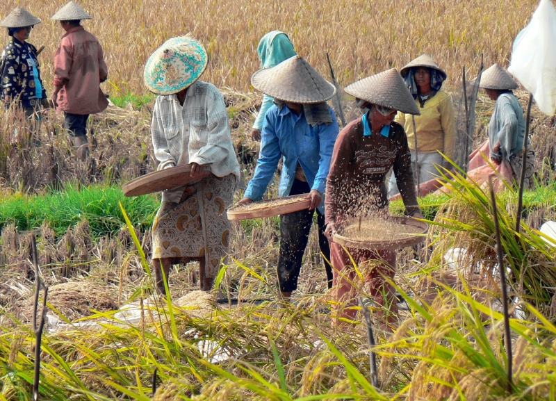 working, group of people, planting, group, harvesting, farmer, 1080P, adult, rural Scene, farmers, bali, growth, nature, daytime, rice, plant, agriculture
