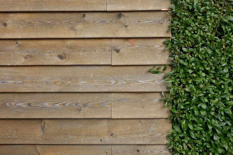 green Color, wooden, wall boards, maple, wood, wood fence, brown, high, photo, house jewelry, wall, close-up, fouling, green, boards, background, quaint