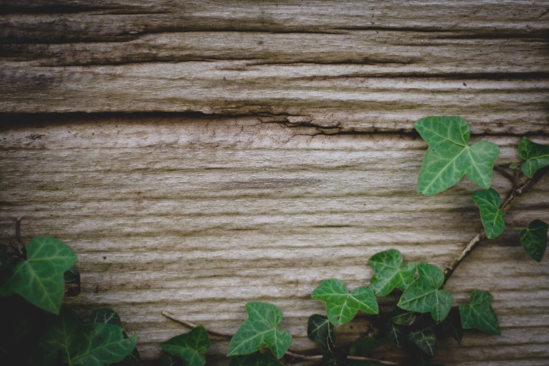 leaf vein, green leaf, background image, green plant, 2K, wall, outdoors, Ivy, beauty in nature, tree, no people, old, Green, green, textured, Background