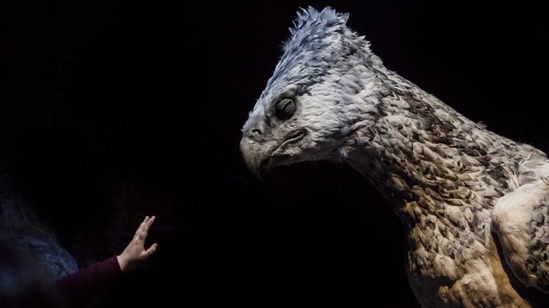 dark, animal wildlife, hp, bird, black, indoors, buckbeak, human body part, harry potter, studio shot, hand, arm, hogwart, eagle, myth, animals in the wild