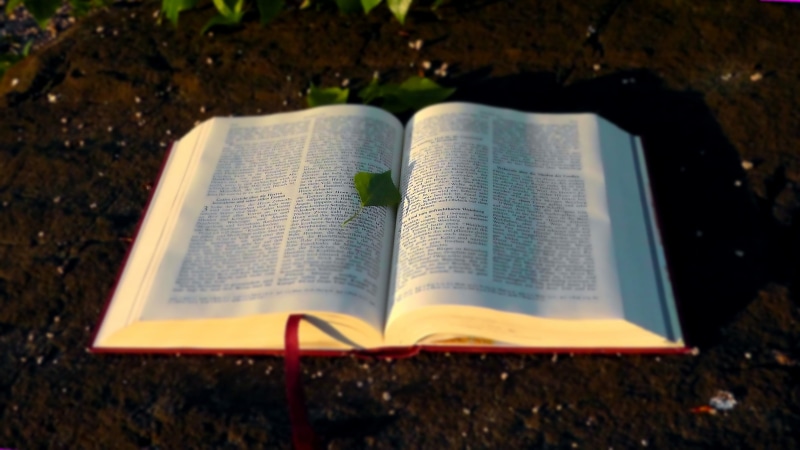 book pages, gods words, spirituality, bible, no people, green, leaf, 2K, paper, religion, sunlight, pray, font, believe, text, learn, church, word of god