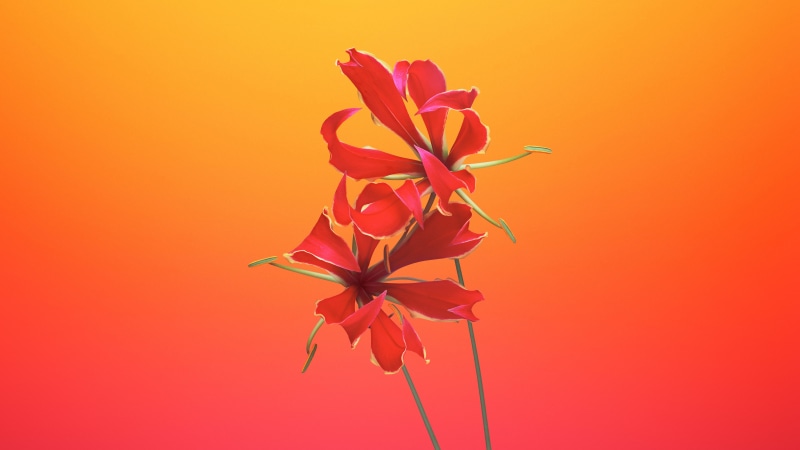 Stock, iPhone X, iOS 11, Gloriosa, 5K, iPhone 8