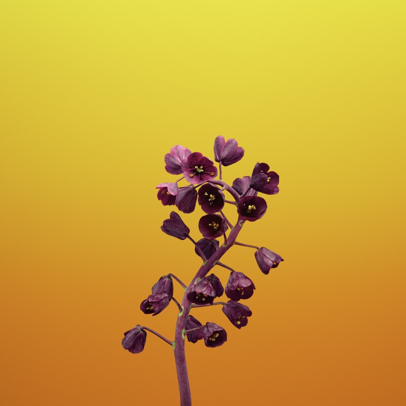 iOS 11, Stock, Fritillaria, 2K, iPhone 8, iPhone X